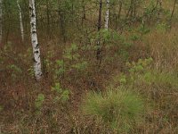 Pinus sylvestris 40, Grove den, Saxifraga-Hans Boll