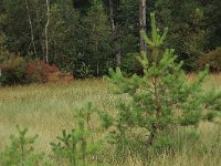 Pinus sylvestris 41, Grove den, Saxifraga-Hans Boll