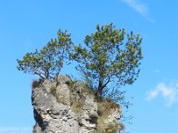Pinus sylvestris 53, Grove den, Saxifraga-Rutger Barendse
