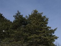 Pinus sylvestris 6, Grove den, Saxifraga-Jan van der Straaten