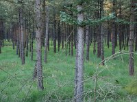 Pinus sylvestris 9, Grove den, Saxifraga-Willem van Kruijsbergen
