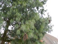 Pinus wallichiana 4, Tranenden, Saxifraga-Rutger Barendse