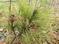 Pinus wallichiana 5, Tranenden, Saxifraga-Rutger Barendse