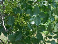 Pistacia atlantica ssp mutica 2, Saxifraga-Ed Stikvoort