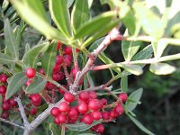 Pistacia lentiscus 1, Saxifraga-Jasenka Topic