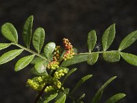 Pistacia lentiscus 13, Saxifraga-Jan van der Straaten