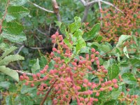Pistacia lentiscus 7, Saxifraga-Jasenka Topic