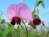 Pisum sativum 10, Erwt, Saxifraga-Ed Stikvoort