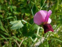 Pisum sativum 11, Erwt, Saxifraga-Ed Stikvoort