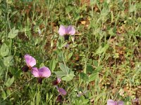 Pisum sativum 12, Erwt, Saxifraga-Dirk Hilbers