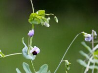 Pisum sativum 16, Erwt, Saxifraga-Bart Vastenhouw