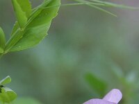 Pisum sativum 2, Erwt, Saxifraga-Rutger Barendse