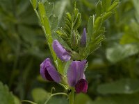 Pisum sativum 3, Erwt, Saxifraga-Willem van Kruijsbergen