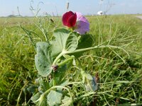 Pisum sativum 4, Erwt, Saxifraga-Peter Meininger