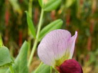 Pisum sativum 6, Erwt, Saxifraga-Rutger Barendse