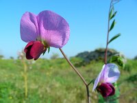 Pisum sativum 9, Erwt, Saxifraga-Ed Stikvoort