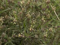 Plantago afra 10, Vlozaad, Saxifraga-Willem van Kruijsbergen