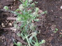 Plantago afra 14, Vlozaad, Saxifraga-Rutger Barendse