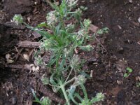 Plantago afra 15, Vlozaad, Saxifraga-Rutger Barendse