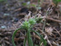 Plantago afra 16, Vlozaad, Saxifraga-Rutger Barendse