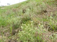 Plantago afra 17, Vlozaad, Saxifraga-Rutger Barendse