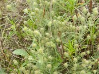 Plantago afra 18, Vlozaad, Saxifraga-Rutger Barendse