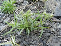 Plantago afra 20, Vlozaad, Saxifraga-Rutger Barendse