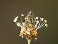 Plantago lanceolata 14, Smalle weegbree, Saxifraga-Rudmer Zwerver