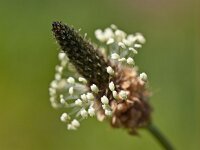 Plantago lanceolata 16, Smalle weegbree, Saxifraga-Rudmer Zwerver