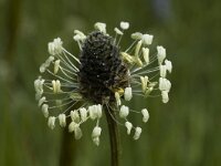 Plantago lanceolata 2, Smalle weegbree, Saxifraga-Marijke Verhagen