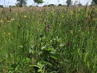Plantago lanceolata 20, Smalle weegbree, Saxifraga-Hans Boll