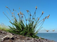 Plantago lanceolata 24, Smalle weegbree, Saxifraga-Ed Stikvoort