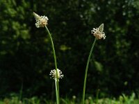 Plantago lanceolata 26, Smalle weegbree, Saxifraga-Ed Stikvoort