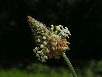 Plantago lanceolata 27, Smalle weegbree, Saxifraga-Ed Stikvoort