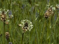 Plantago lanceolata 3, Smalle weegbree, Saxifraga-Marijke Verhagen