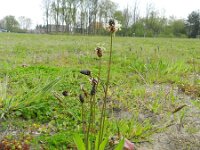 Plantago lanceolata 30, Smalle weegbree, Saxifraga-Rutger Barendse
