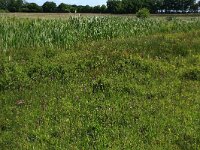 Plantago lanceolata 31, Smalle weegbree, Saxifraga-Hans Boll