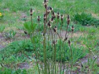 Plantago lanceolata 32, Smalle weegbree, Saxifraga-Ed Stikvoort