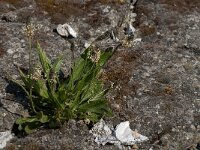 Plantago lanceolata 33, Smalle weegbree, Saxifraga-Jan van der Straaten