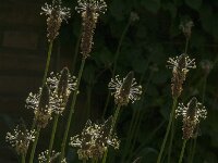 Plantago lanceolata 38, Smalle weegbree, Saxifraga-Jan van der Straaten