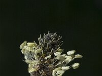 Plantago lanceolata 9, Smalle weegbree, Saxifraga-Marijke Verhagen