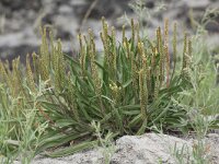 Plantago maritima 11, Zeeweegbree , Saxifraga-Peter Meininger