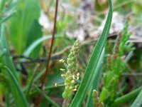 Plantago maritima 16, Zeeweegbree, Saxifraga-Ed Stikvoort
