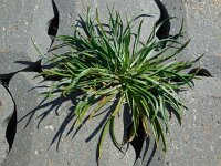 Plantago maritima 17, Zeeweegbree, Saxifraga-Ed Stikvoort