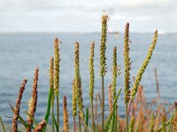 Plantago maritima 18, Zeeweegbree, Saxifraga-Ed Stikvoort