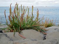 Plantago maritima 20, Zeeweegbree, Saxifraga-Ed Stikvoort