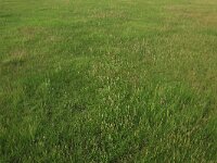 Plantago maritima 24, Zeeweegbree, Saxifraga-Hans Boll