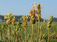 Plantago maritima 30, Zeeweegbree, Saxifraga-Ed Stikvoort