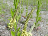 Plantago maritima 33, Zeeweegbree, Saxifraga-Rutger Barendse