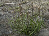Plantago maritima 39, Zeeweegbree, Saxifraga-Willem van Kruijsbergen